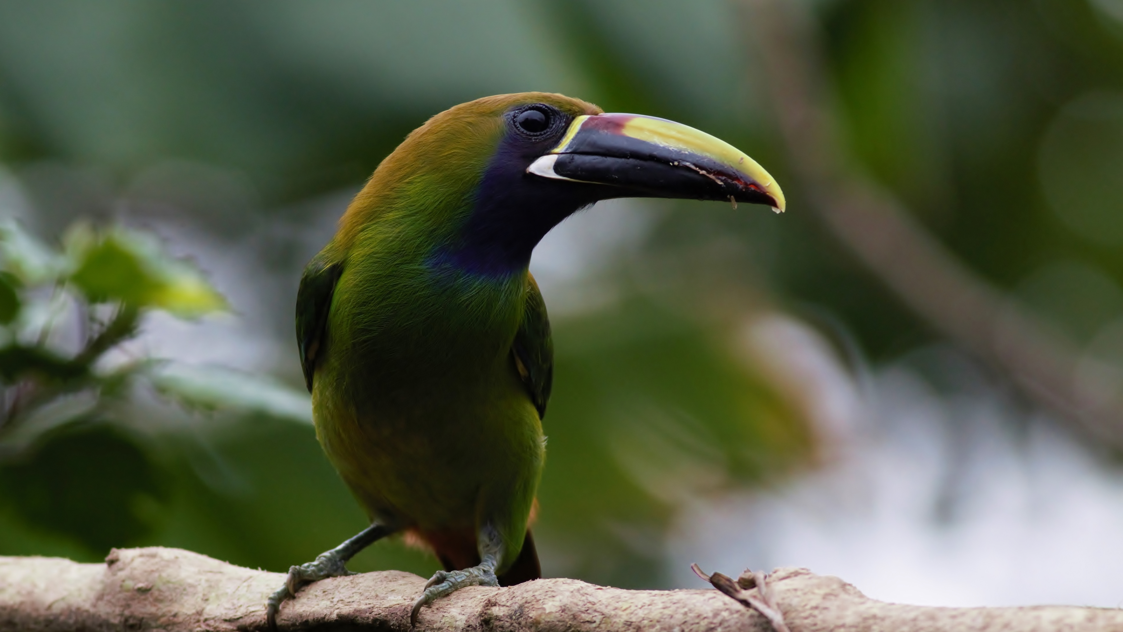Northern Emerald-Toucanet